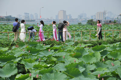 The beauty of lotus at West Lake
